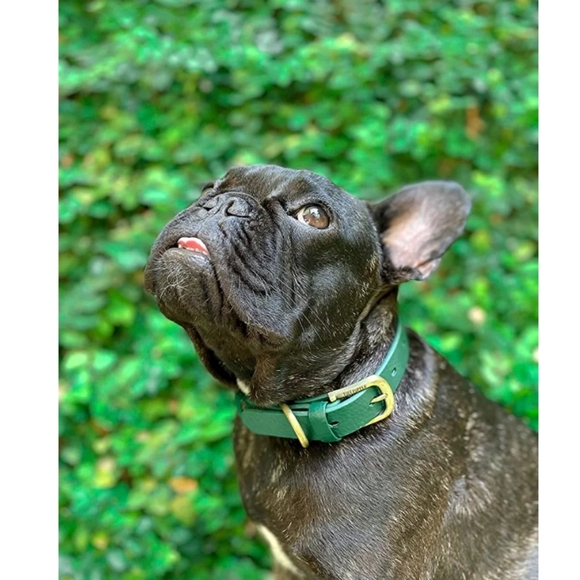 Tuff Pupper Other - Tuff Pupper Collar